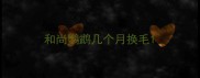 和尚鹦鹉几个月换毛