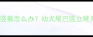 拉布拉多幼犬尾巴竖着怎么办幼犬尾巴竖立常见原因及护理指南