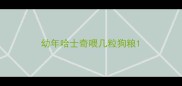 幼年哈士奇喂几粒狗粮