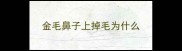 金毛鼻子上掉毛为什么