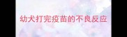 幼犬打完疫苗的不良反应