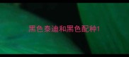 黑色泰迪和黑色配种