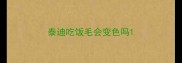 泰迪吃饭毛会变色吗