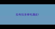 拉布拉多掉毛漏皮