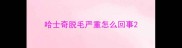 哈士奇脱毛严重怎么回事