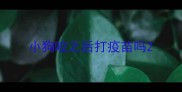 小狗咬之后打疫苗吗