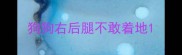 狗狗右后腿不敢着地
