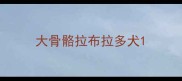 大骨骼拉布拉多犬