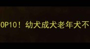 边牧专用狗粮推荐TOP10幼犬成犬老年犬不同阶段营养指南