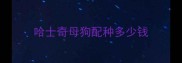 哈士奇母狗配种多少钱