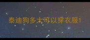 泰迪狗多大可以穿衣服