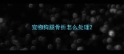 宠物狗腿骨折怎么处理