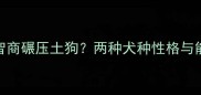 哈士奇智商碾压土狗两种犬种性格与能力差异