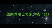 一般家养哈士奇多少钱一只
