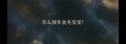 怎么接生金毛宝宝