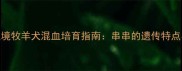 雪橇犬边境牧羊犬混血培育指南串串的遗传特点与饲养要点