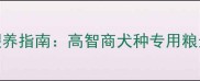 边境牧羊犬科学喂养指南高智商犬种专用粮选择与营养搭配全