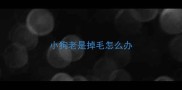 小狗老是掉毛怎么办