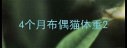 4个月布偶猫体重
