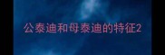 公泰迪和母泰迪的特征