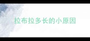 拉布拉多长的小原因