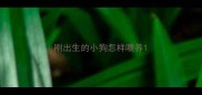 刚出生的小狗怎样喂养