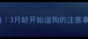 比熊犬幼犬遛狗全攻略3月龄开始遛狗的注意事项和科学训练方法