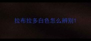 拉布拉多白色怎么辨别