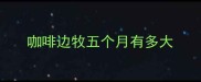 咖啡边牧五个月有多大