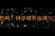 边牧能吃牛肉吗科学喂养指南与注意事项全
