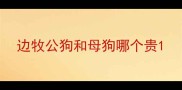 边牧公狗和母狗哪个贵