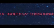 拉布拉多一直咬尾巴怎么办5大原因及科学解决方法