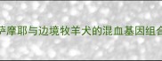 萨摩耶与边境牧羊犬的混血基因组合