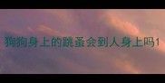 狗狗身上的跳蚤会到人身上吗