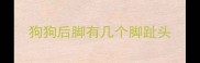 狗狗后脚有几个脚趾头