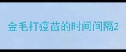 金毛打疫苗的时间间隔
