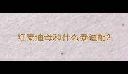 红泰迪母和什么泰迪配