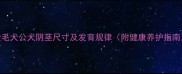金毛犬公犬阴茎尺寸及发育规律附健康养护指南
