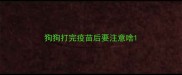 狗狗打完疫苗后要注意啥