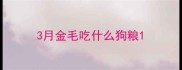 3月金毛吃什么狗粮