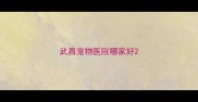 武昌宠物医院哪家好