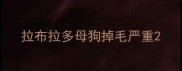 拉布拉多母狗掉毛严重