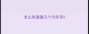 怎么知道猫几个月怀孕