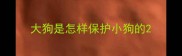 大狗是怎样保护小狗的