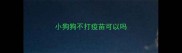 小狗狗不打疫苗可以吗