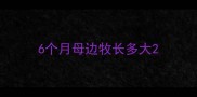 6个月母边牧长多大