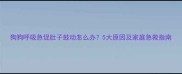 狗狗呼吸急促肚子鼓动怎么办5大原因及家庭急救指南
