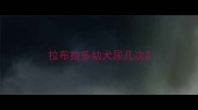 拉布拉多幼犬尿几次