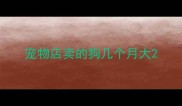 宠物店卖的狗几个月大