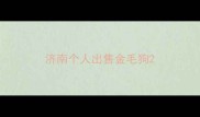 济南个人出售金毛狗